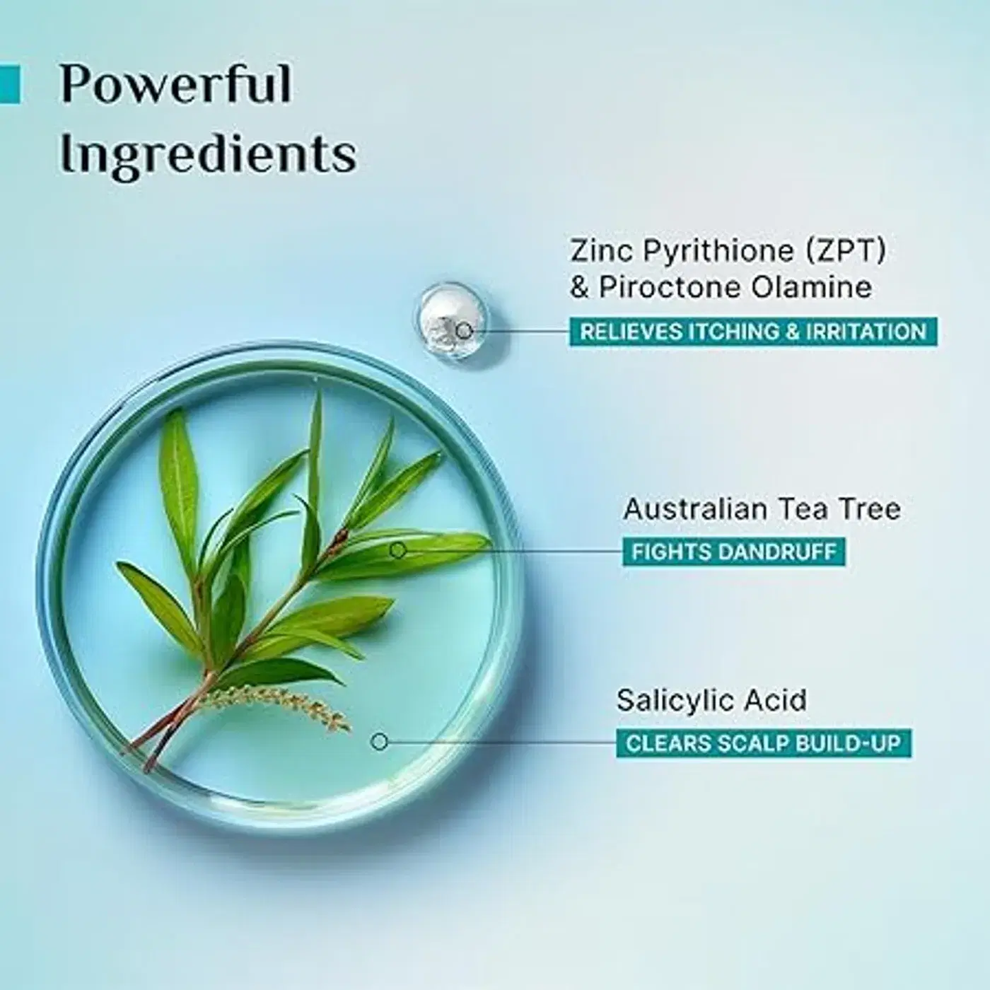 Pilgrim Australian Tea Tree Non-Drying Anti-Dandruff Shampoo | डैंड्रफ जड़ से हटाए | खुजली और जलन में मदद | मजबूत और स्मूद बाल | पुरुष और महिलाओं के लिए 8
